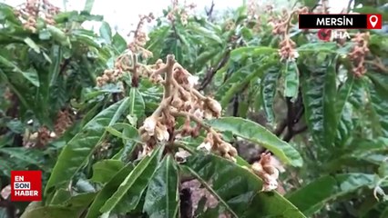 Mersin'de dolu bir çok bahçeye zarar verdi