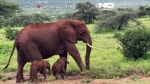 زایمان نادر فیل آفریقایی در کنیا؛ نخستین تصاویر از شیرخوردن دوقلوها منتشر شد