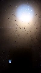 Setelah hujan kolam larva lele ini saya beri probiotik 2 tutup botol