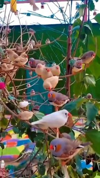 bird sound #viral #birdsounds #natureshorts #trending #relaxingmusic #music #livesong #shorts