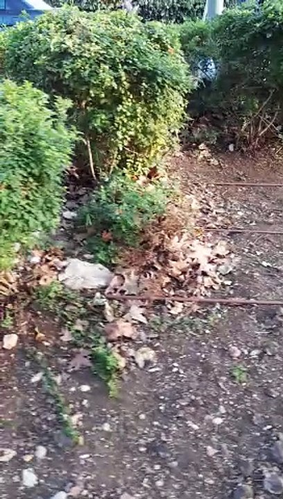 2nd experimental video of bushes in Jerusalem's Emek Refaiim neighborhood