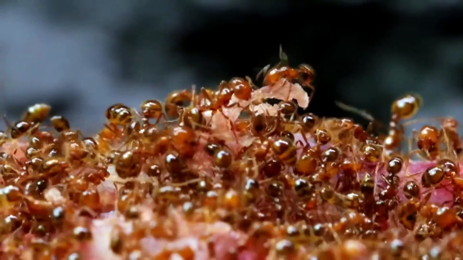 Fire ants spread across the QLD NSW border