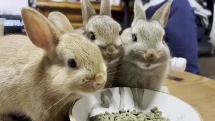 The Girls Who Saved Thanksgiving - Ava Davis, Myra Moans