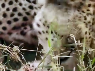 Cheetah Hunting | Cheetah Attack Animal | Wildlife Cheetah | Lion Attack Animal