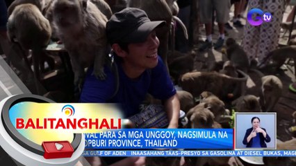 Festival para sa mga unggoy, nagsimula na sa Lopburi Province, Thailand | BT