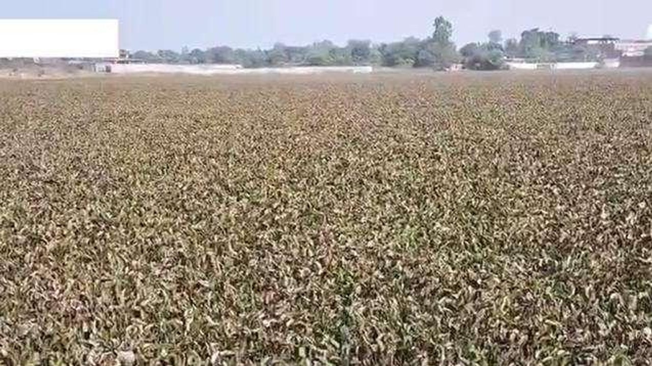 पन्ना: ऐतिहासिक सागर तालाब में जलकुंभी का साम्राज्य, खतरे में है अस्तित्व