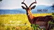 Intense Wildlife Encounter: Clash of the Deers and Rams | Deers Rams Fight | CISNewsStudio1s