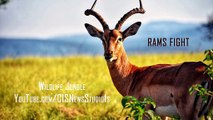 Intense Wildlife Encounter: Clash of the Deers and Rams | Deers Rams Fight | CISNewsStudio1s