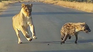 Mother Lioness Ambushes Crippled Hyena