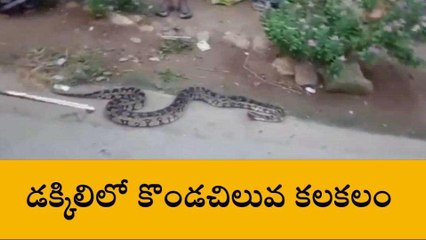 తిరుపతి జిల్లా: డక్కిలిలో భారీ కొండచిలువ కలకలం