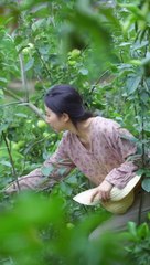 Today I plucked a lot of apples from the farm and after coming home made mixed pickle from them, a wonderful cooking recipe.