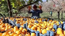 Kahramanmaraş'ta hasadı başladı, tonlarca toplandı: 1 adet bile yiyince kış boyunca koruyor!