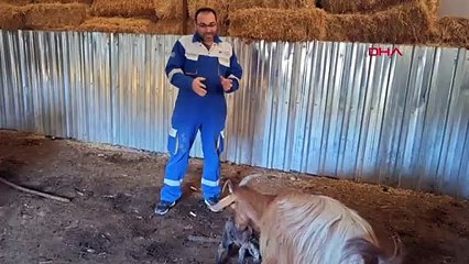 Doğuştan memeleri olmayan keçinin yavrusuna sütanne bulundu