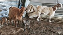 Doğuştan memesi olmayan keçinin yavrusuna sütanne bulundu