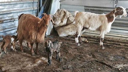 Doğuştan memesi olmayan keçinin yavrusuna sütanne bulundu