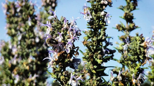 La réutilisation des eaux usées