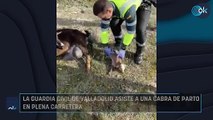 La Guardia Civil de Valladolid asiste a una cabra de parto en plena carretera
