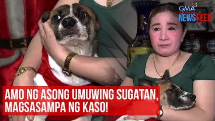 Amo ng asong umuwing sugatan, magsasampa ng kaso! | GMA Integrated Newsfeed