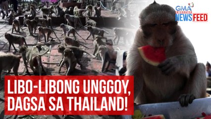 Libo-libong unggoy, dagsa sa Thailand! | GMA Integrated Newsfeed