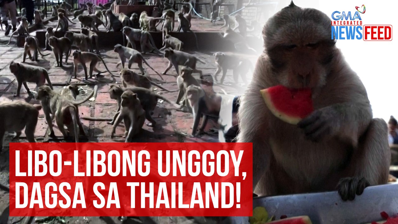 Libo-libong unggoy, dagsa sa Thailand! | GMA Integrated Newsfeed