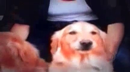The Dog Whisperer Season 5 Episode 14 Buster, Jack & Marley And Sparky (Have Dog  Will Travel)