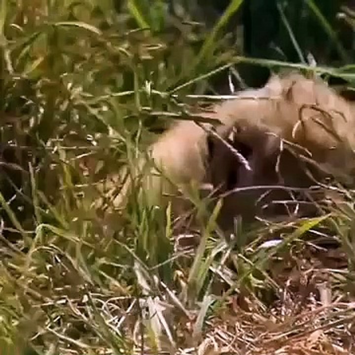 African Wildest Mothers || Wildlife sanctuary in Hindi || Part 01 || (join Channel & share video)  #survival #adventure #series #documentary #hindi #video #wildlife #nature #animals #wildlife #africa