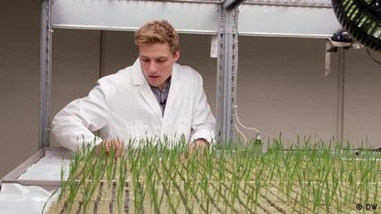 Indoor wheat: A food security solution?