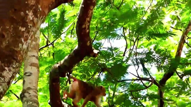 Extremely baby scared monkey, Money run full speed to mother Moly, Money is afraid of mom Abandoning