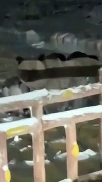 Yer: Uludağ... Kış uykusuna yatamayan ayı insanlara saldırdı!