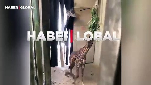 Baba zürafanın yeni doğan yavrusunu görmeye gelip, eşine sevgi gösterdiği o anlar gündem oldu