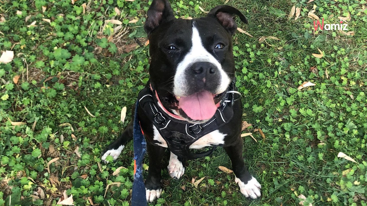 Après un passé difficile, cette chienne doit trouver des maîtres qui lui apporteront la sérénité qu'elle mérite