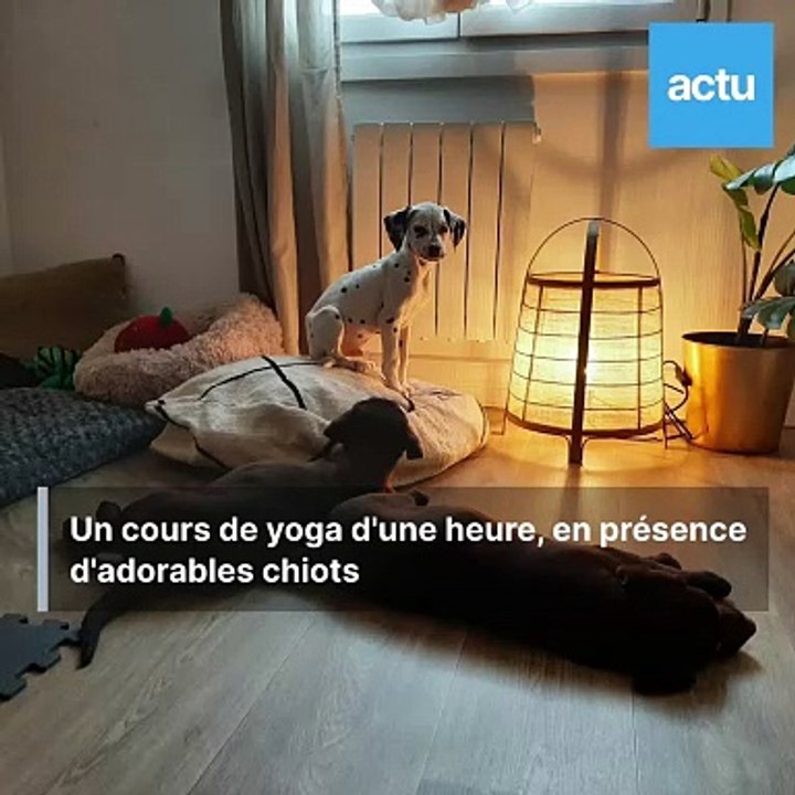 On a testé le puppy yoga, du yoga avec des chiots !