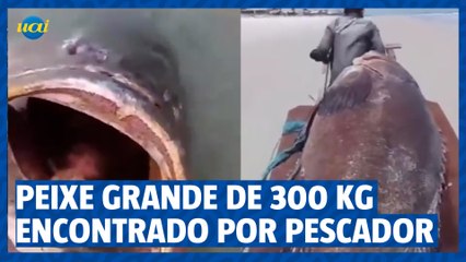 Peixe grande de 300 Kg encontrado por pescador