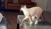 Cat bumps into the couch trying to jump from the table *Hilarious Cat Fail*