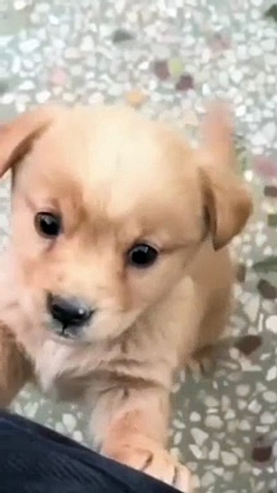 how to funny dog Show to cute dog  How to draw cute dog  How to draw cute dog easy  Qhow to draw cute dog face  Show to draw cute dog step by step  Qhow to draw cute dog pictures  Show to draw cute dog cartoon  How cute dog grooming