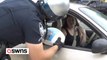 Police give motorists Thanksgiving surprise by handing out free turkeys instead of tickets