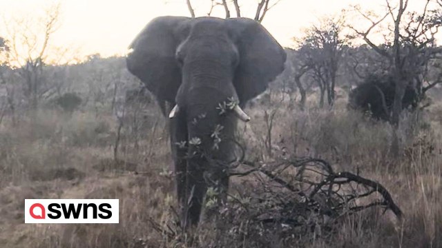 Elephant on heat charged a jeep before crushing a tree chasing the vehicle