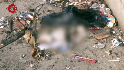 İstanbul'da dev dalgalar sonucunda çok sayıda kedi boğularak öldü