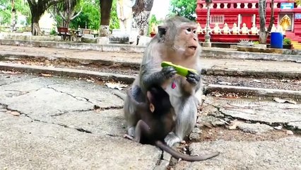 Fully active baby, little baby perform rapid action to follow mother