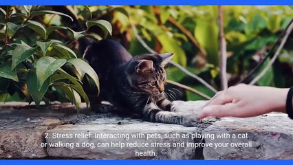 Should You Own a Pet_ Considerations and Benefits