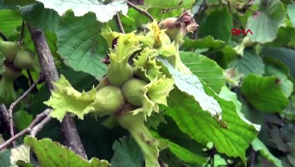 Fındık İhracatında Türkiye'nin Payı Düşüyor