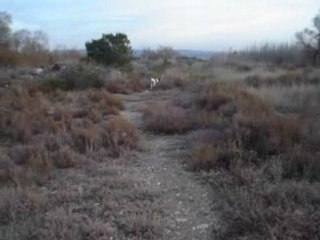 mon chien staf americain