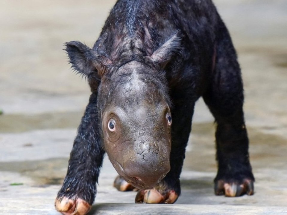 Seltener Nachwuchs: Sumatra-Nashorn-Baby in Indonesien geboren