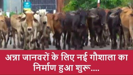 झाँसी: अन्ना जानवरों से अन्यदाताओं को जल्द मिलेगी निजात,डेढ़ करोड़ से तैयार होगी गौशाला