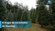 La plantación más grande de árboles de Navidad: “El árbol no muere, retoña”