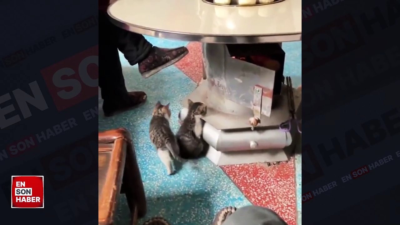 Sobanın etrafında ısınan minik kediler