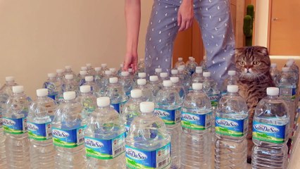 Cats vs Bottle Maze | Kittisaurus