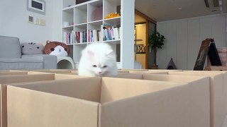 Cats vs Boxes | Kittisaurus