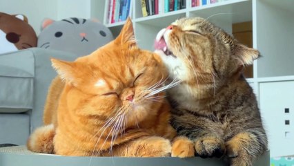 Cats vs LuLu | Kittisaurus