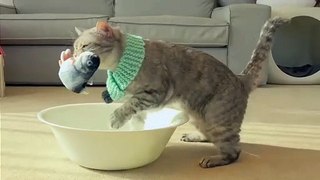 Cats vs Fish | Kittisaurus